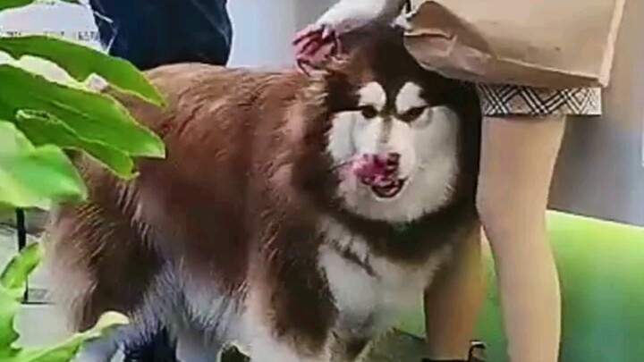 Aku akui aku iri pada anjing itu.