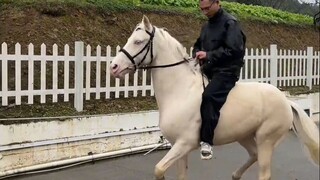 我以为买的是一匹马，结果买的是个“龙”。