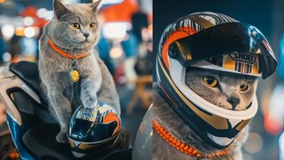 Puncaknya merawat kucing! Kucing yang bisa mengendarai motor benar-benar keren banget