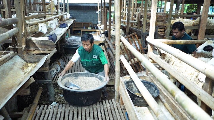 NEKAT! Belum Punya Kandang Sudah Ternak Domba… Akhirnya Panen 150 Ekor!