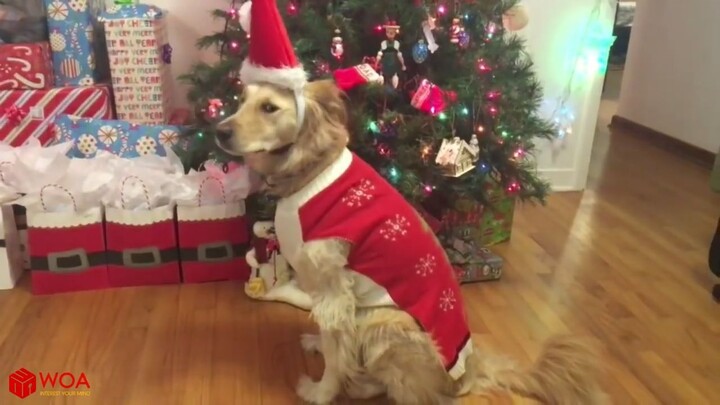 FUNNY DOGS IN CHRISTMAS COSTUME  Funny Pets Compilation