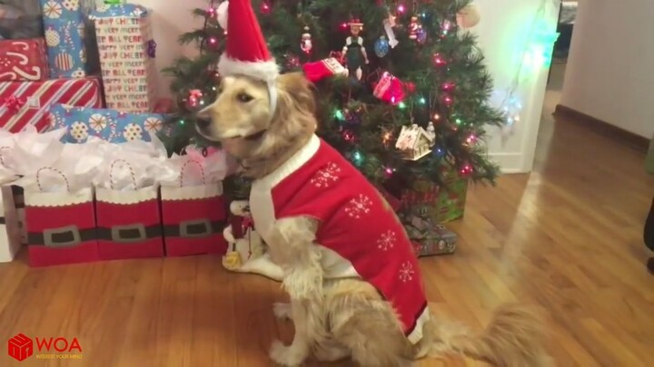 FUNNY DOGS IN CHRISTMAS COSTUME  Funny Pets Compilation