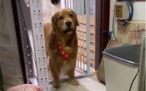 The dog who just became a dad is a bit baffled.