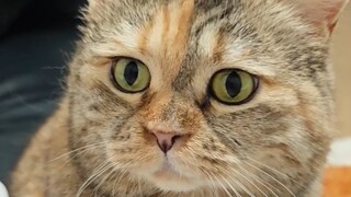 诶？你回家不应该先喂猫吗？