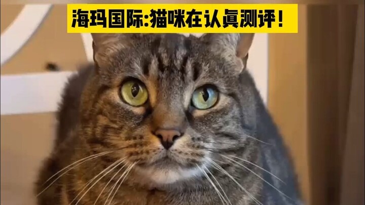海外宠物博主的猫咪来测评浴巾！