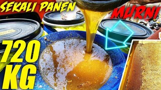 PANEN MADU MURNI 720 KG dan PANEN SARANG LEBAH #honeycomb #panenmadu #saranglebah #madumurni