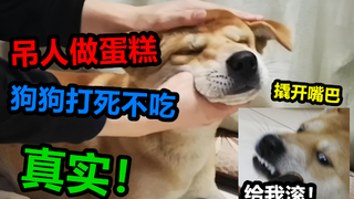 20元与200元的蛋糕喂田园犬有什么区别，狗狗：吊人做的我就不吃，真实！