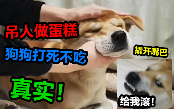 ما الفرق بين كعكة بعشرين يوان وكعكة بمئتي يوان عند إطعام كلب القرية؟ الكلب: لن آكل ما صنعه البشر، هذ