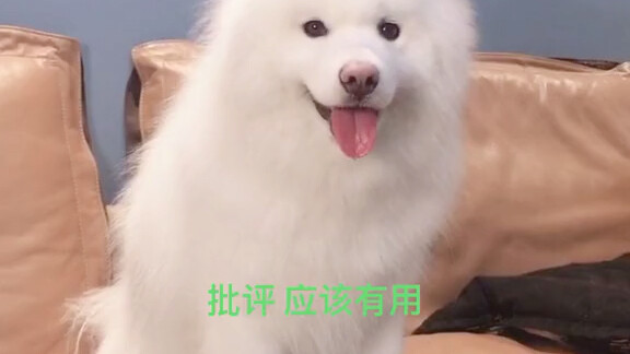 Chú chó Samoyed giờ đã lớn rồi, còn biết cãi lại tôi nữa!