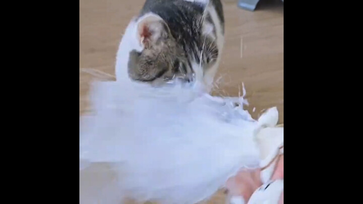 "Momen Tak Terkatakan Kucing"