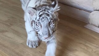 Vua của rừng xanh ư? Để tôi cho nó biết ai mới là vua thật sự!