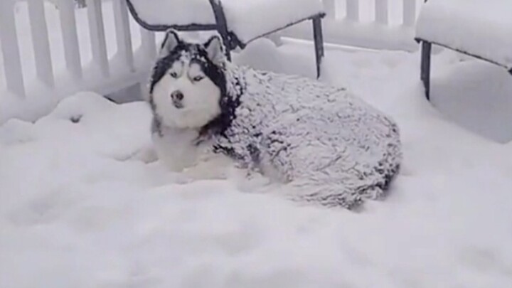 The Sled Trio Awakens Their True Power in the Freezing Cold!