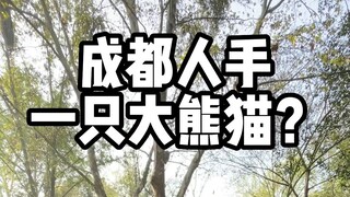 A fan asked me if everyone in Sichuan raises giant pandas—well, I guess I’ll just have to show you t