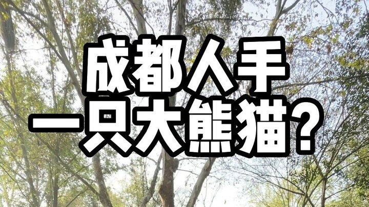 A fan asked me if everyone in Sichuan raises giant pandas—well, I guess I’ll just have to show you t