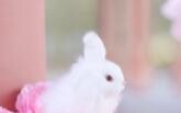 桃花笑 4k竖屏