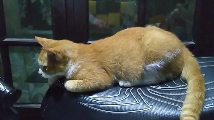 Funny Cat, Kucing Lucu yang suka Kamera Ambyar #kucinganggora #blackcat #kucingoren