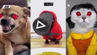Squid Game Netflix Dogs And Cats -  Dog Squid GameMEOW