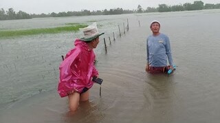 ท่วมหนักนาข้าวไม่เหลือน้ำล้นจะเข้าบ้านพ่อใหญ่หมอแคน!!