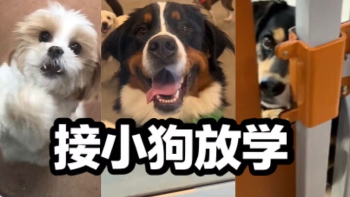 يمكن للجرو أن يتعرّف على صاحبه من النظرة الأولى!