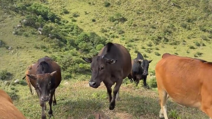 البيسون البري أبيض الأطراف: يا لك من وقح، أنتم حقًا وقحون للغاية!