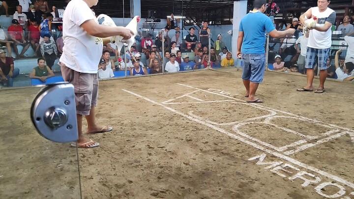 tony backyard two hits