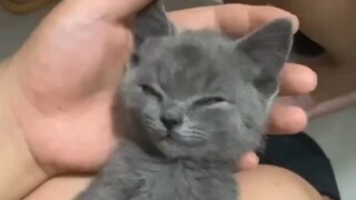 其实这是一则猫被猫粮毒死视频的倒放（