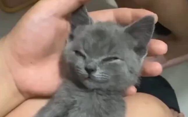 في الواقع، هذه مقطع فيديو معكوس لقطة تُسمم حتى الموت بسبب طعام القطط (