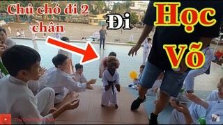 Chú chó đi 2 chân| Su Xí Xọn Đi HỌC VÕ và Thử Thách Nhảy 18 Bậc Cầu Thang | Poodle Vlog