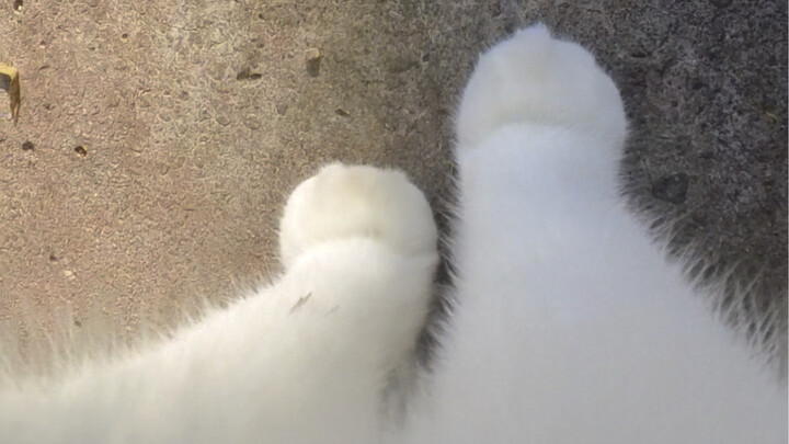 小猫咪到底会不会被自己的脚可爱到啊？