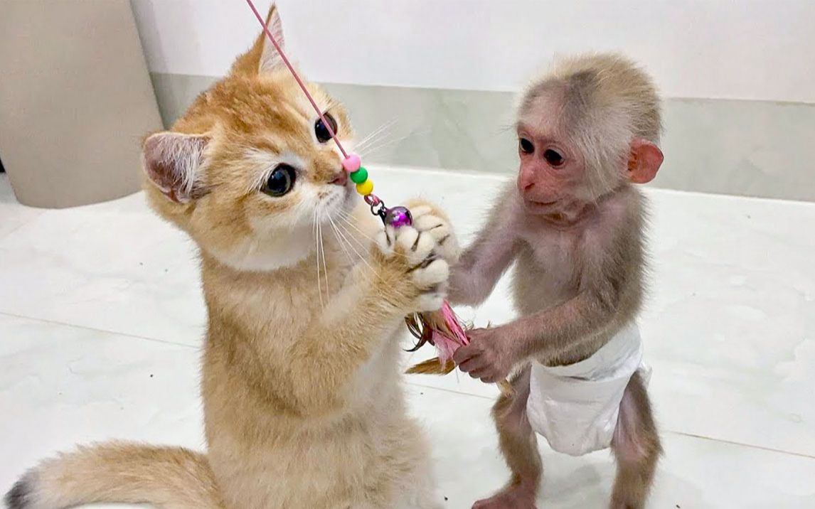 Cute Pets】Little monkey & kitten are playing together! - Bilibili