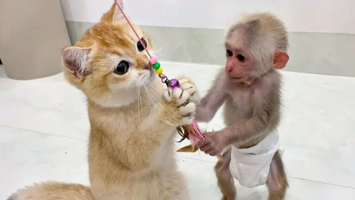 【Cute Pets】Little monkey & kitten are playing together!