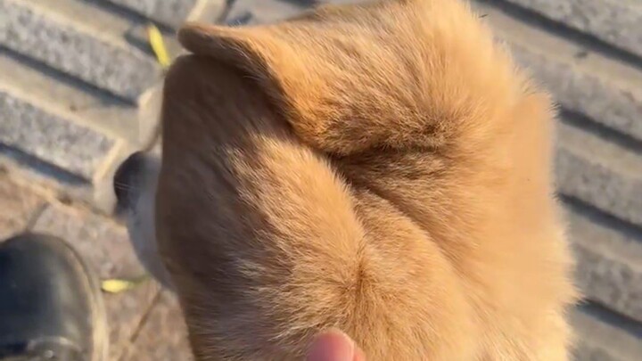 Telinga anjing kecil sepertinya terpasang terbalik saat keluar dari pabrik!