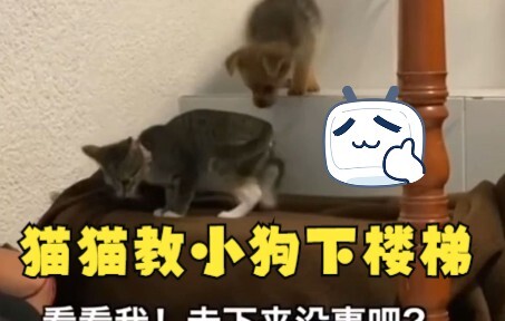 This kitty is so easygoing—teaching the dog how to go down the stairs!