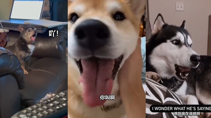 Who can teach our dog what a REAL dog bark sounds like??