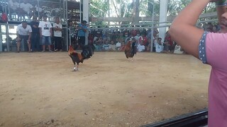 galing daw sa malaking farm manok ng kalaban pero di nakaisa😂#foryoupage#sabongislayp😁