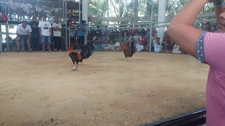 galing daw sa malaking farm manok ng kalaban pero di nakaisa😂#foryoupage#sabongislayp😁