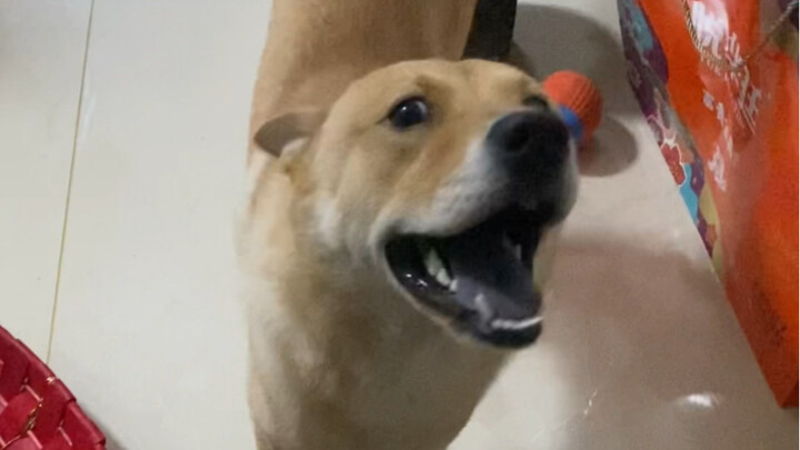 ผูกพันกับเจ้าของมากไปก็ไม่ดีนะ…