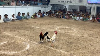 2 stag derby 2nd fight vs SB Pascual = W 🏆
