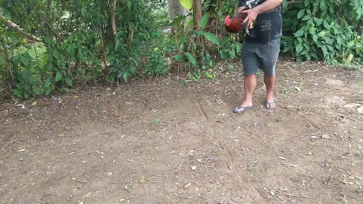 David and Goliath