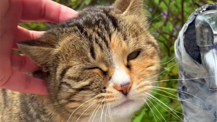 A little calico kitten suddenly darted out by the roadside and asked me for help—doing a small favor