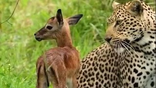 花豹和小鹿和平相处？结局才是真正的自然法则...