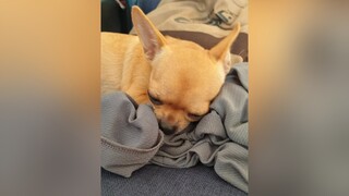 lén đưa con vào mà con sủa inh ỏi 🤣🤣🤣chihuahua chihuahuafanclub pet pets petlover petty cún chó chó_cưng thúcưng thúvui3miền