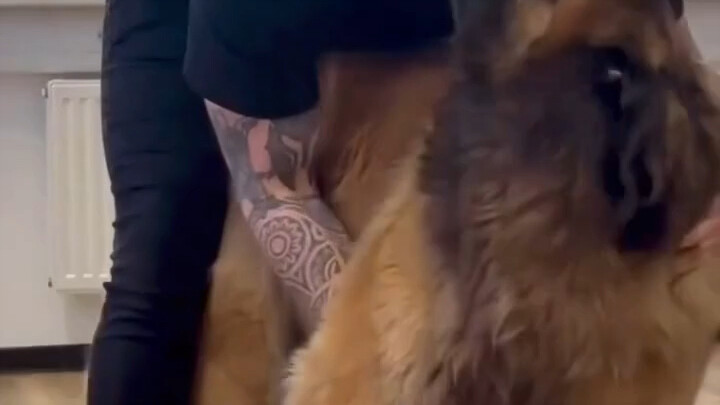 正骨师给狗狗正骨，狗狗们的反应太可爱了