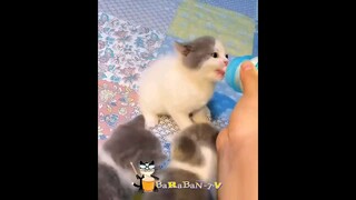 funny video cat