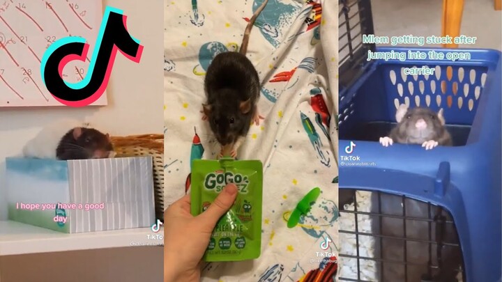 Rat Side of TikTok Compilation #6