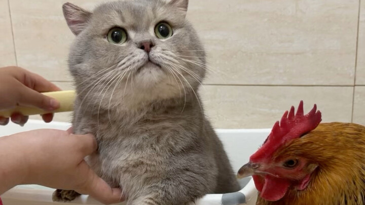 Maoli Zi: I don’t know—my aura is just so graceful.