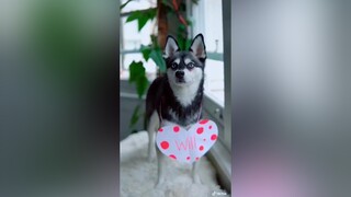 IG: @ lifewithkleekai FYP foryou dogs cutedogs