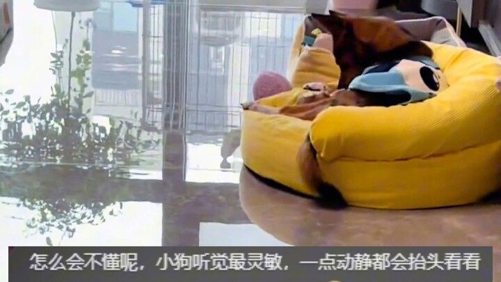 Ternyata aku malah menangis gara-gara video memecahkan telur!