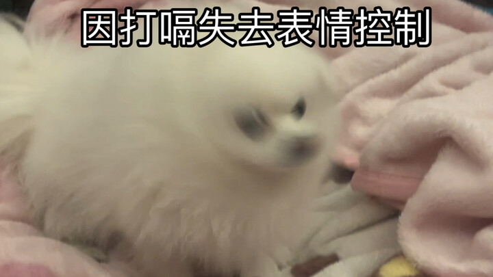 How to Soothe a Puppy with Persistent Hiccups