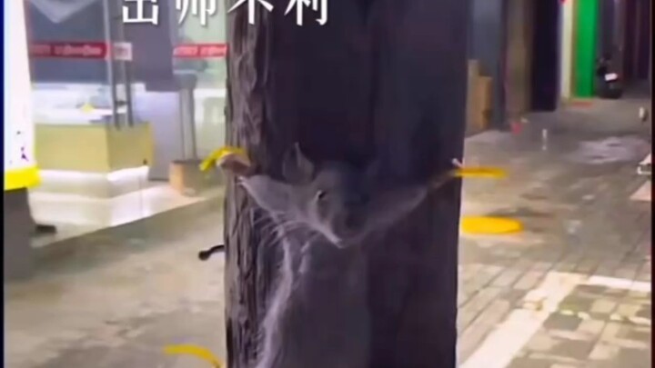 Lội ngược dòng trong gió ngược – Vua Chuột thực thụ!